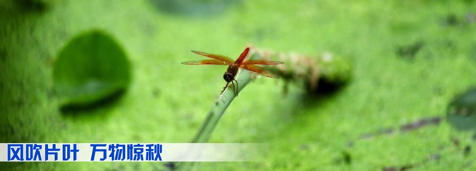 風吹片葉 萬物驚秋
