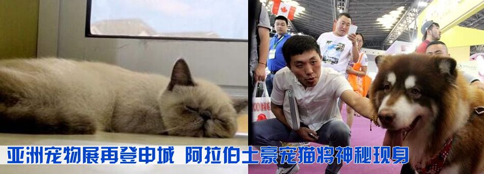 亞洲寵物展再登申城 阿拉伯土豪寵貓將神秘現身