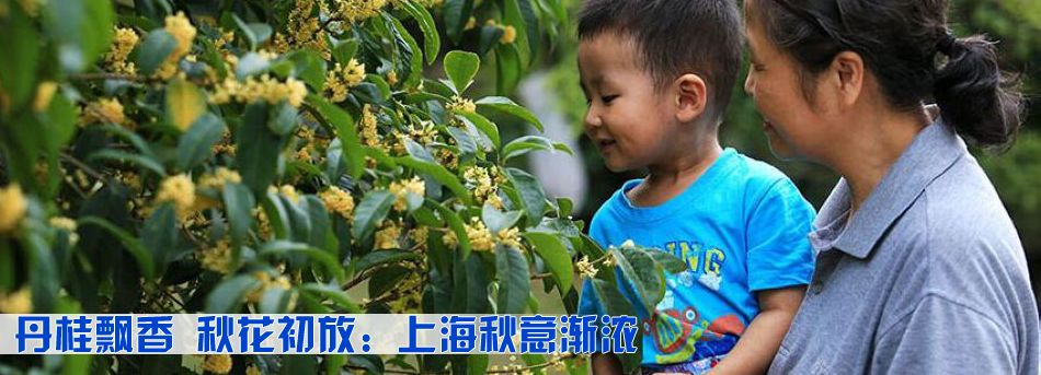 丹桂飄香 秋花初放：上海秋意漸濃