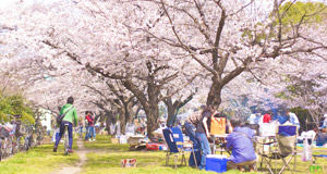 上海市首个体育主题公园 绚烂樱花道