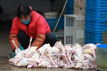 关注H7N9禽流感疫情防控工作 新华网上海频道