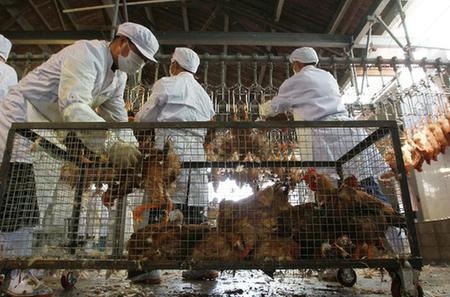 关注H7N9禽流感疫情防控工作 新华网上海频道