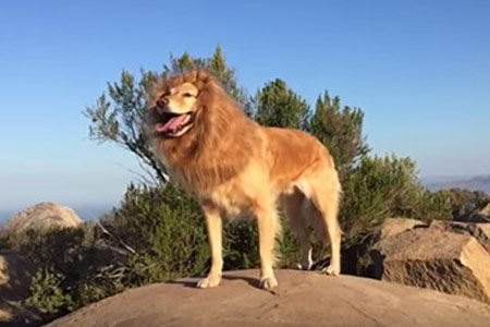 主人给狗狗拍特效视频 金毛爱犬一秒变狮子