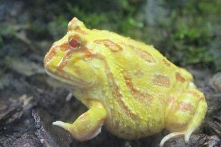 <em>小伙痴迷养怪宠</em> 因非法买卖国家保护动物被刑