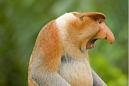  老人自称捕到 《封神榜》 神兽  最怪异动物盘点