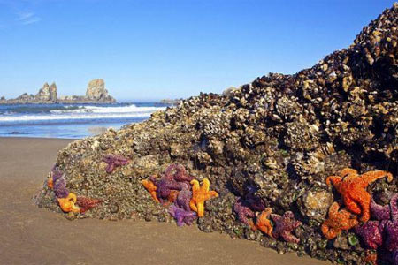 北美 百万海星染病 集体 自杀  用触手撕裂自己-新