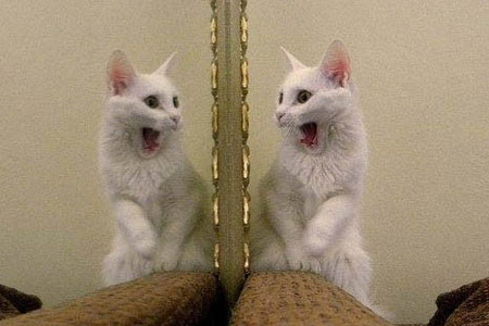 哈士奇打劫路人 无敌囧样萌翻网友 盘点动物界