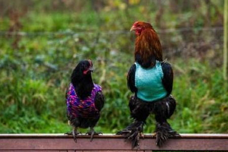 英国女子为鸡<em>织套头</em>衫过冬 动物穿上衣服都啥