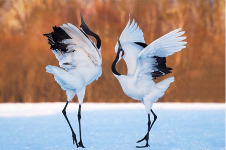  丹顶鹤击退老鹰  盘点动物界的趣味搏击-新华网