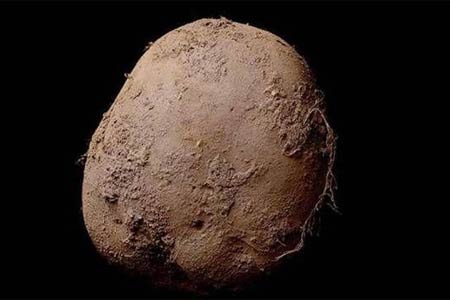 欧洲富商100万欧元买张土豆照片