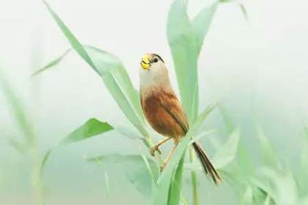委员建议将震旦鸦雀列为上海市鸟 是只什么鸟