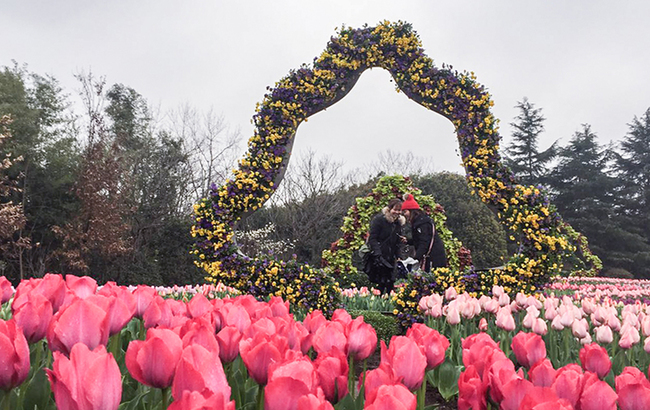 2018上海(國際)花展開幕在即