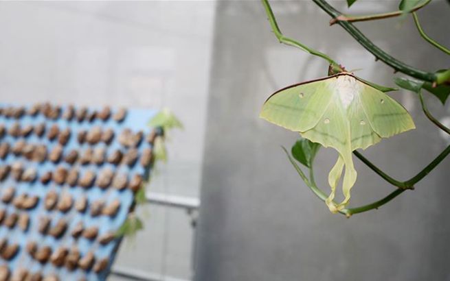 自然博物館裏觀賞綠尾大蠶蛾