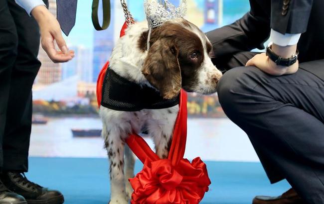 上海環球金融中心四只搜爆犬&ldquo;光榮退休&rdquo;