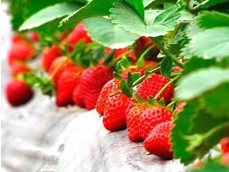 上海獲國家級地理標志的農産品增至14種！嘗過幾個？