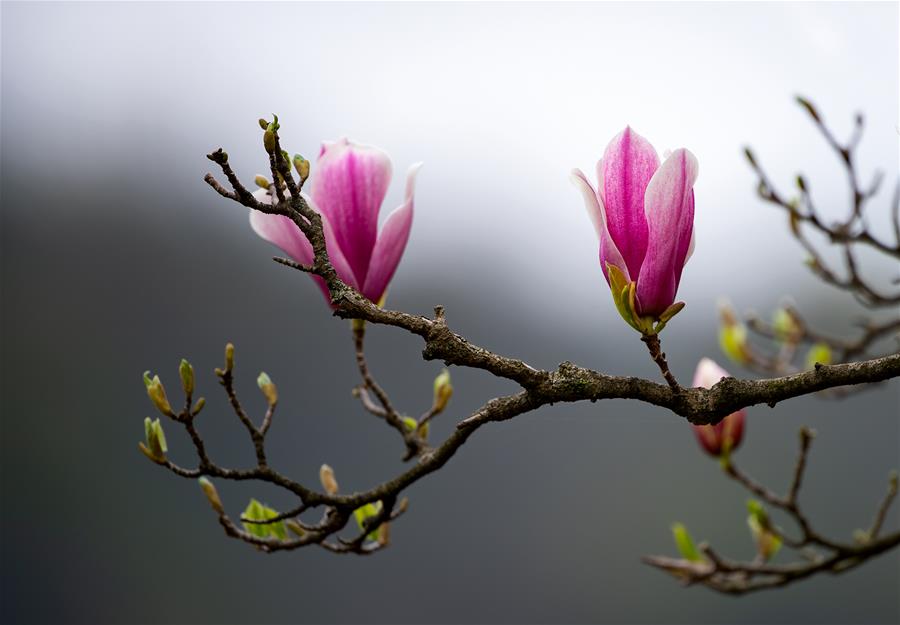 上海:千花百卉争明媚