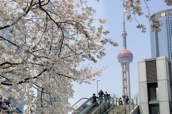 上海陸家嘴：櫻花爛漫春光好