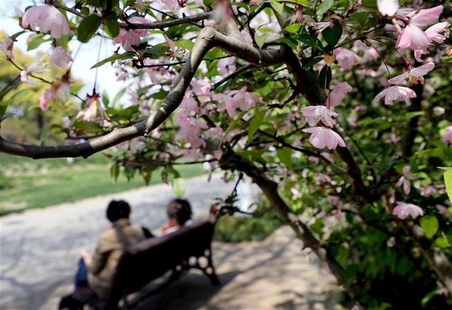 上海：春光明媚 海棠花開