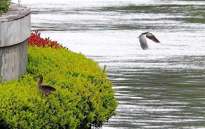 水質改善蘇州河 踏青就在家門口