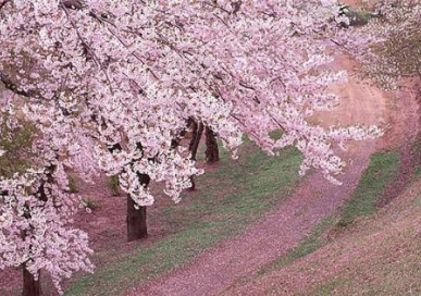 顾村公园四季有主打花樱花节接待游客超165万人次