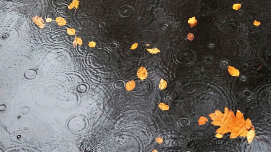 润燥“神器”来沪 本周雨水来袭 双台风会来吗?