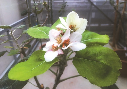 “牛頓蘋果樹”在上海開花了