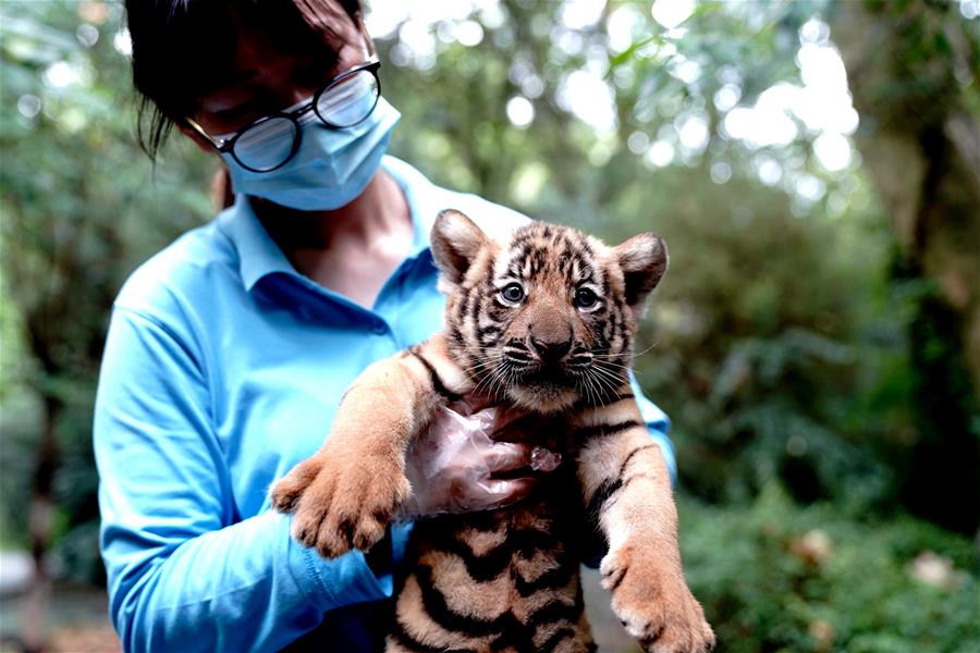 上海动物园为华南虎宝宝征名