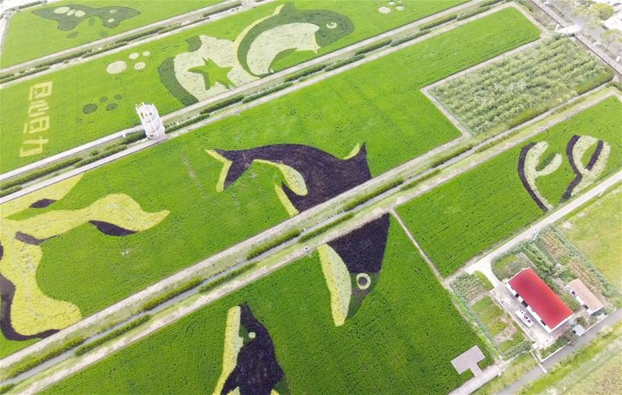 扮靚稻田迎豐收