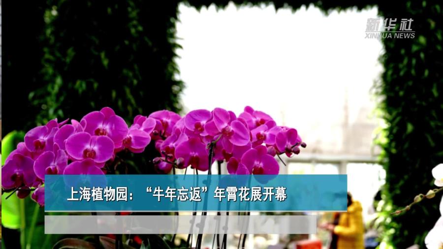 上海植物园：“牛年忘返”年霄花展开幕