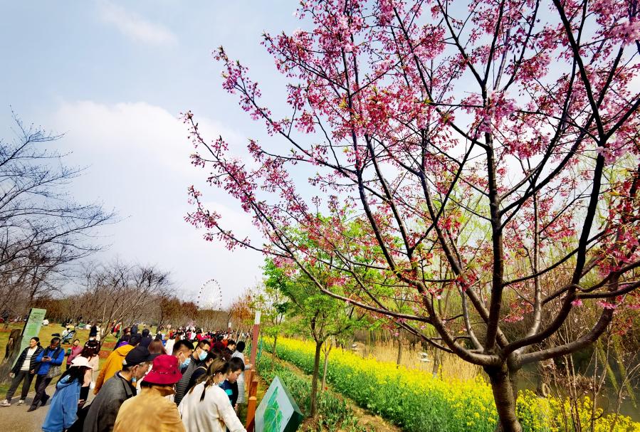 科技文化“加持” 上海迎来“赏樱热”