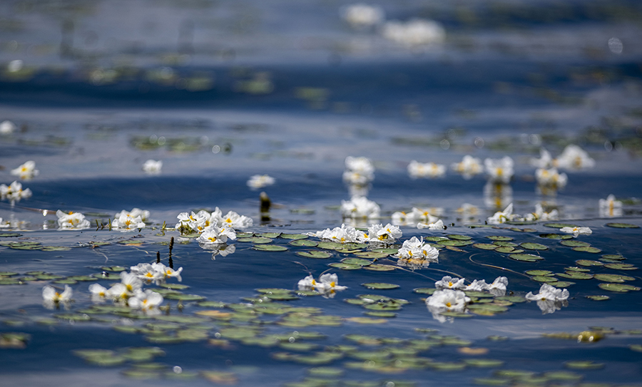 “老人與海”：扎根洱海20年，守得水清月明花重現